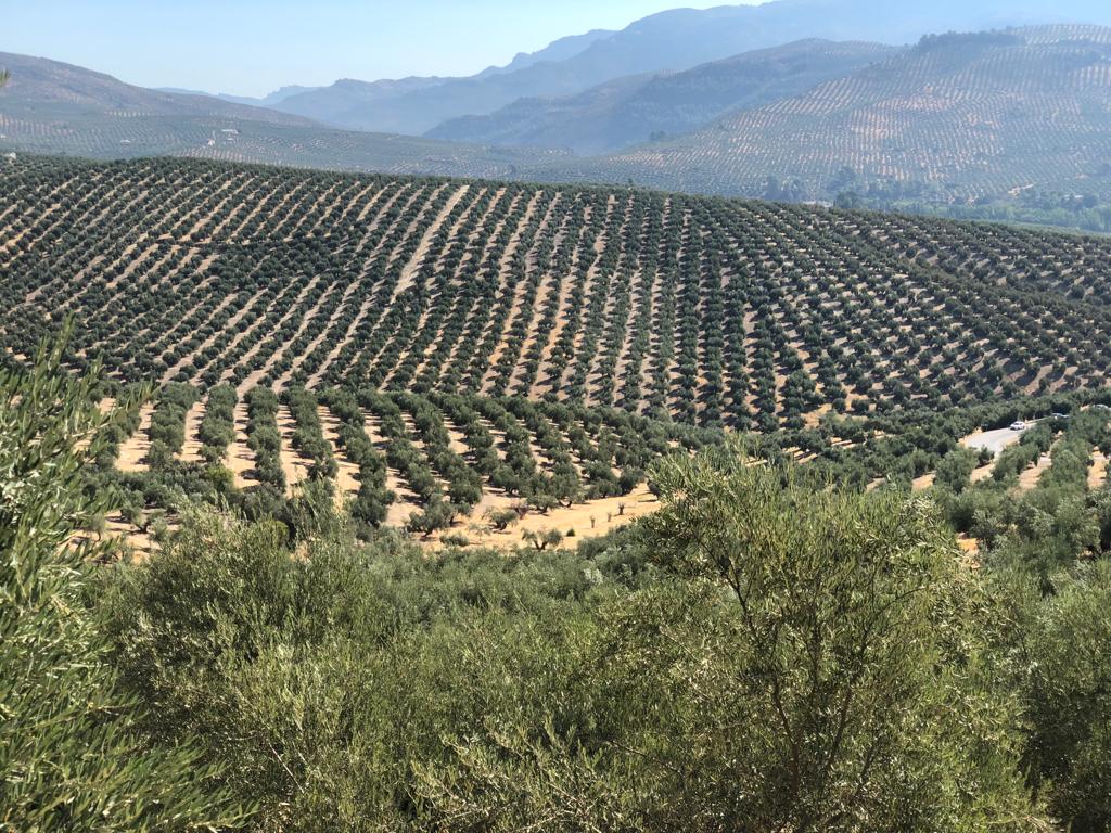 trituradoras agrícolas, trituradoras para restos de poda, trituradoras autoalimentadas, maquinaria para olivar, trituradoras robustas para campo, trituradoras de residuos agrícolas, maquinaria sostenible para olivar, fabricación de trituradoras agrícolas, trituradoras de alto rendimiento, venta de trituradoras agrícolas en Jaén, venta de trituradoras agrícolas en Córdoba, venta de trituradoras agrícolas en Granada, venta de trituradoras agrícolas en Sevilla, venta de trituradoras agrícolas en Málaga, venta de trituradoras agrícolas en Huelva, venta de trituradoras agrícolas en Cádiz, venta de trituradoras agrícolas en Almería, venta de trituradoras agrícolas en Ciudad Real, venta de trituradoras agrícolas en Andalucía, venta de trituradoras agrícolas en Castilla, venta de trituradoras agrícolas en Albacete, venta de trituradoras agrícolas en Murcia, venta de trituradoras agrícolas en Valencia, trituradoras agrícolas especializadas, Trituradoras para poda de olivar, Máquinas autoalimentadas agrícolas, Gestión de restos de poda sostenible, Trituradoras multifunción para olivar, Innovación en maquinaria agrícola, Fabricación de trituradoras en Jaén, Equipos agrícolas de alta resistencia, Trituradoras para terrenos difíciles, Soluciones agrícolas sostenibles, desbrozadoras, sopladoras, maquinaria para el olivar, maquinaria para el olivo, desbrozadoras agrícolas, Desbrozadoras agrícolas para olivar Desbrozadoras de martillos resistentes, Máquinas agrícolas para limpieza de terrenos, Control de maleza en olivares, Desbrozadoras para terrenos difíciles, Fabricantes de desbrozadoras agrícolas en Jaén, Desbrozadoras laterales para olivar, Equipos agrícolas para el mantenimiento del suelo, Desbrozadoras multifunción para campo, Soluciones para limpieza agrícola eficiente, Máquinas para limpieza de terrenos agrícolas, Desbrozadoras de martillos reforzados, desbrozadoras Jaén, desbrozadoras Córdoba, desbrozadoras Granada, desbrozadoras Sevilla, desbrozadoras Cádiz, desbrozadoras Huelva, desbrozadoras Almería, desbrozadoras Málaga, Sopladoras agrícolas para olivar, Máquinas de limpieza agrícola eficientes, Sopladoras para restos de poda, Limpieza de terreno en olivares, Equipos agrícolas para manejo de desechos, Sopladoras con enganche al tractor, Innovación en maquinaria agrícola para olivar, Sopladoras para preparación de suelo, Soluciones agrícolas para control de plagas, Mantenimiento del olivar con sopladoras, alfonso sarmiento garcia, alfonso sarmiento maquinaria, alfonso sarmiento, maquinaria alfonso sarmiento, Reparación industrial en Jaén, Fabricación de engranajes y ejes personalizados, Taller de reparación de vehículos pesados, Reparación de maquinaria agrícola y de obras públicas, Fabricación de cilindros hidráulicos en Jaén, Servicio técnico para camiones y tractores, Reparación de cambios de coche y bombas hidráulicas, Restauración de maquinaria industrial, Taller especializado en rotores, Soluciones personalizadas para maquinaria pesada, Reparación de cazos de retroexcavadoras, Fabricación de engranajes, Fabricación de cilindros hidráulicos, Taller de maquinaria agrícola y de obras públicas, Mantenimiento de vehículos pesados en Jaén, Reparación de bombas hidráulicas, Soluciones industriales para maquinaria pesada, Fabricación de ruedas de secadero para maquinaria agrícola, Servicio técnico de camiones y maquinaria industrial, Reparación de maquinaria de construcción, Taller especializado en reparación agrícola e industrial